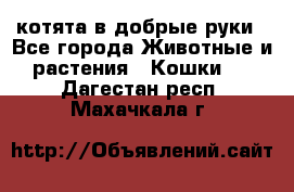 котята в добрые руки - Все города Животные и растения » Кошки   . Дагестан респ.,Махачкала г.